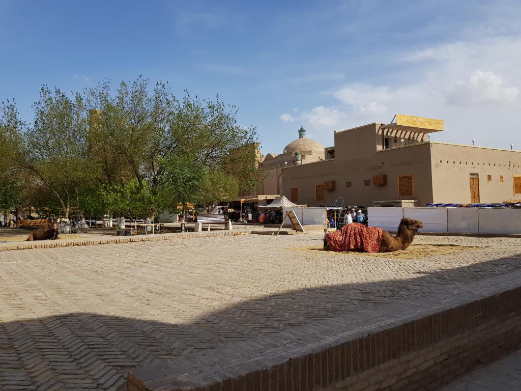 Live camel in the old town 老区休息的活骆驼