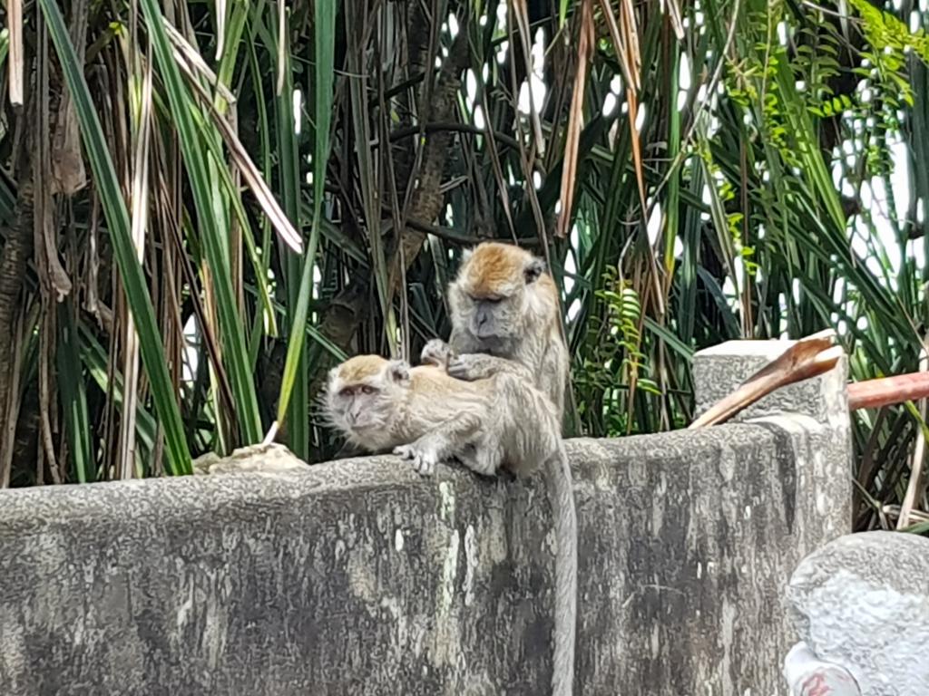 Perak Cave 霹雳洞的恩爱夫妻