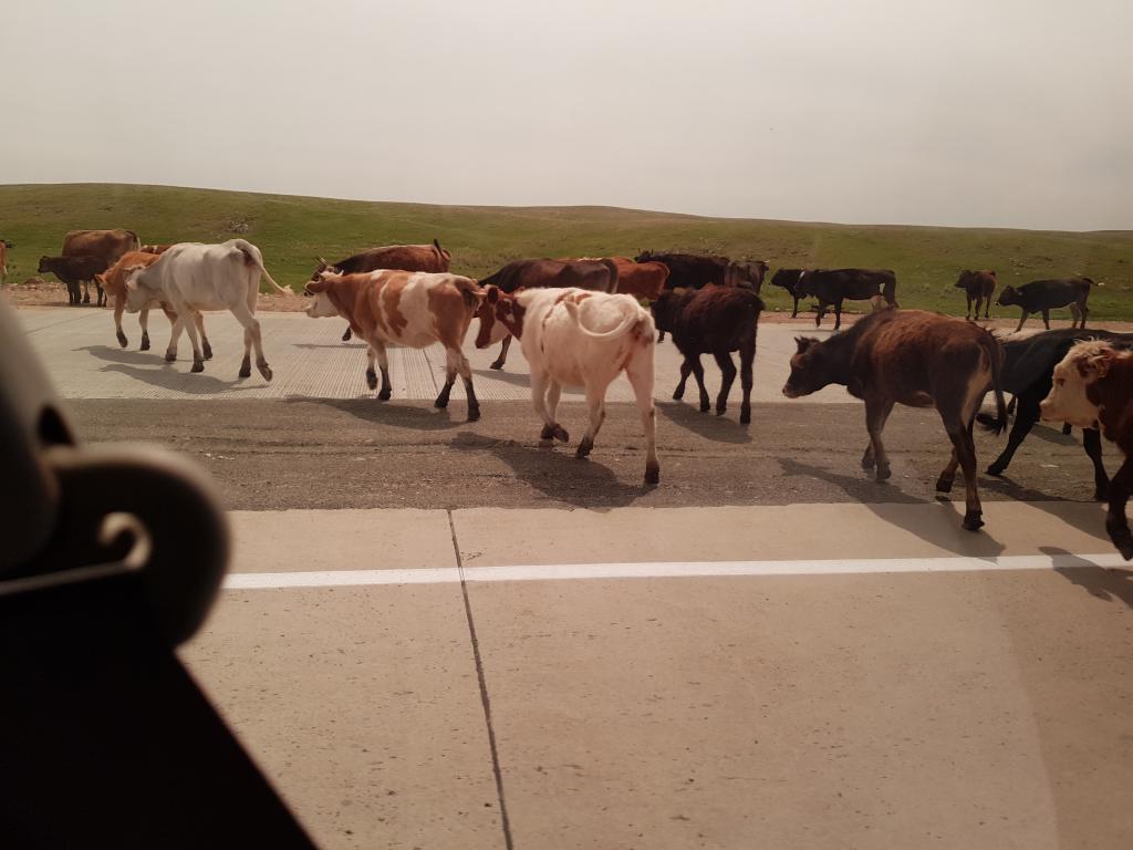 Cattles crossing the road in stride 阿牛大摇大摆过马路