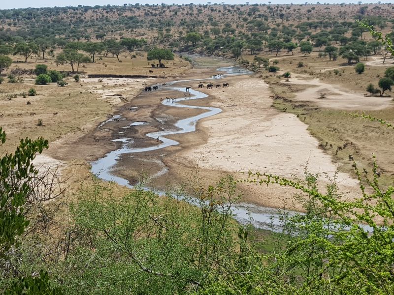 Animals come to this river in the national park to drink 动物到这国家公园内小河解渴