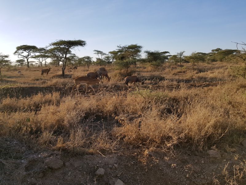 Gazelles grazing in the seeming peaceful Serengeti grassland 表面宁静的塞伦盖地草原羚羊