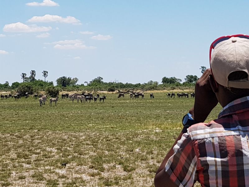 Wildebeests on an island in the Delta 奥卡万戈沼泽地一群角马