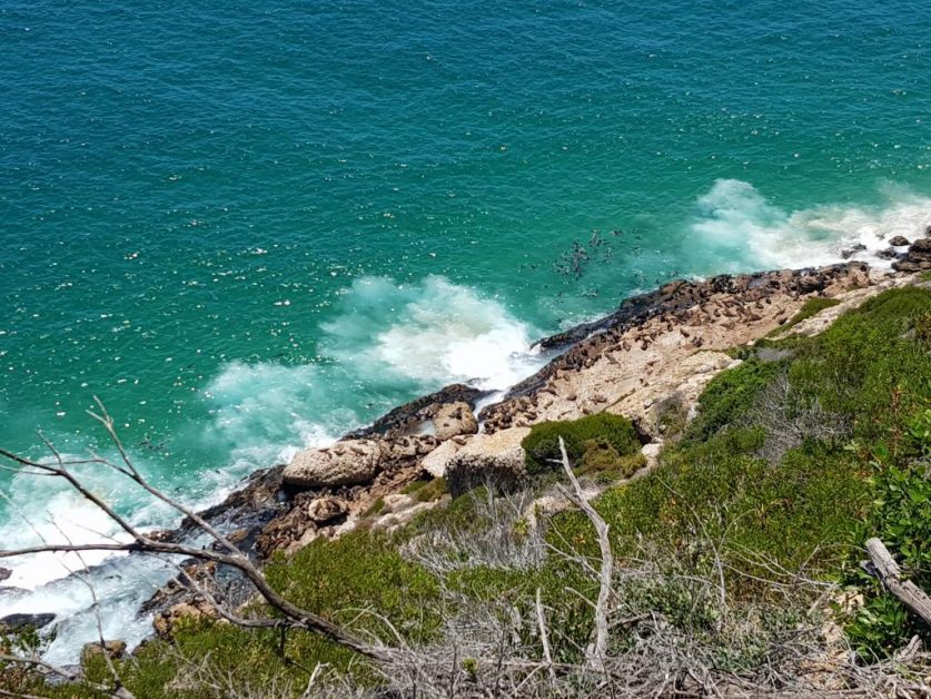 Seal colony at the bottom of the cliff 悬崖下海豹栖息地