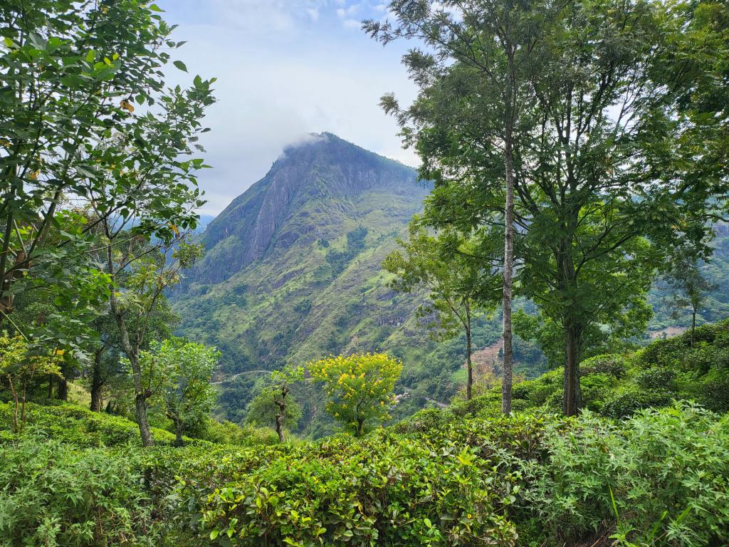 Hiking through tea plantations to Little Adam's Peak