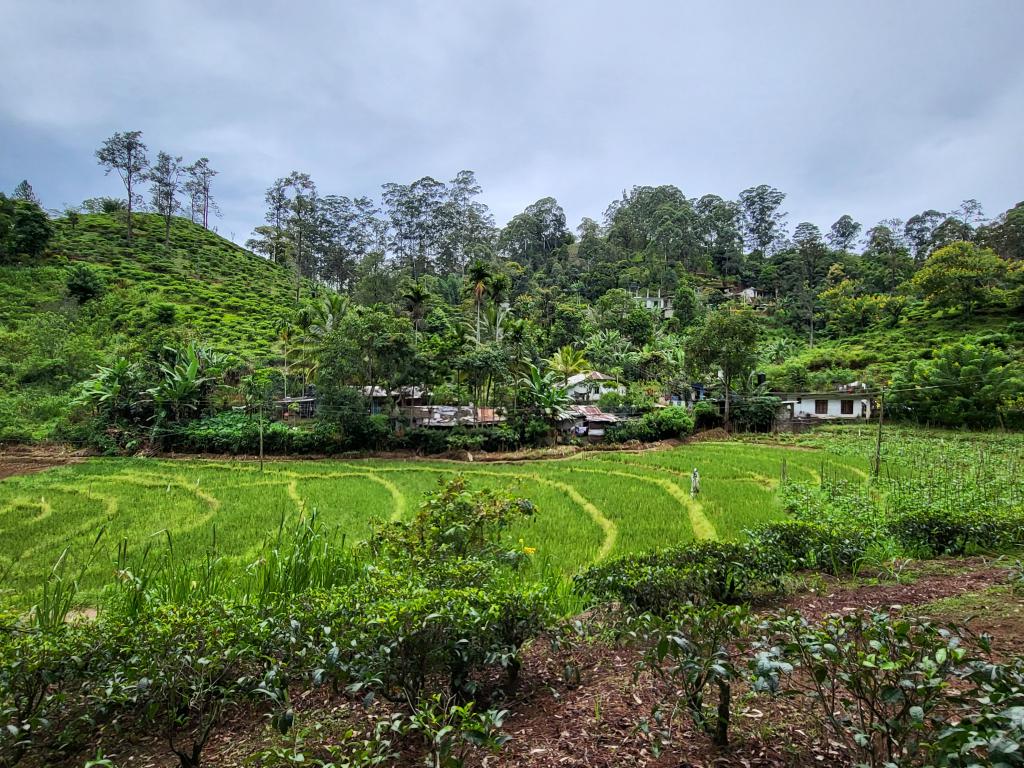 Rice fields on the hiking trail to the Nine Arches Bridge