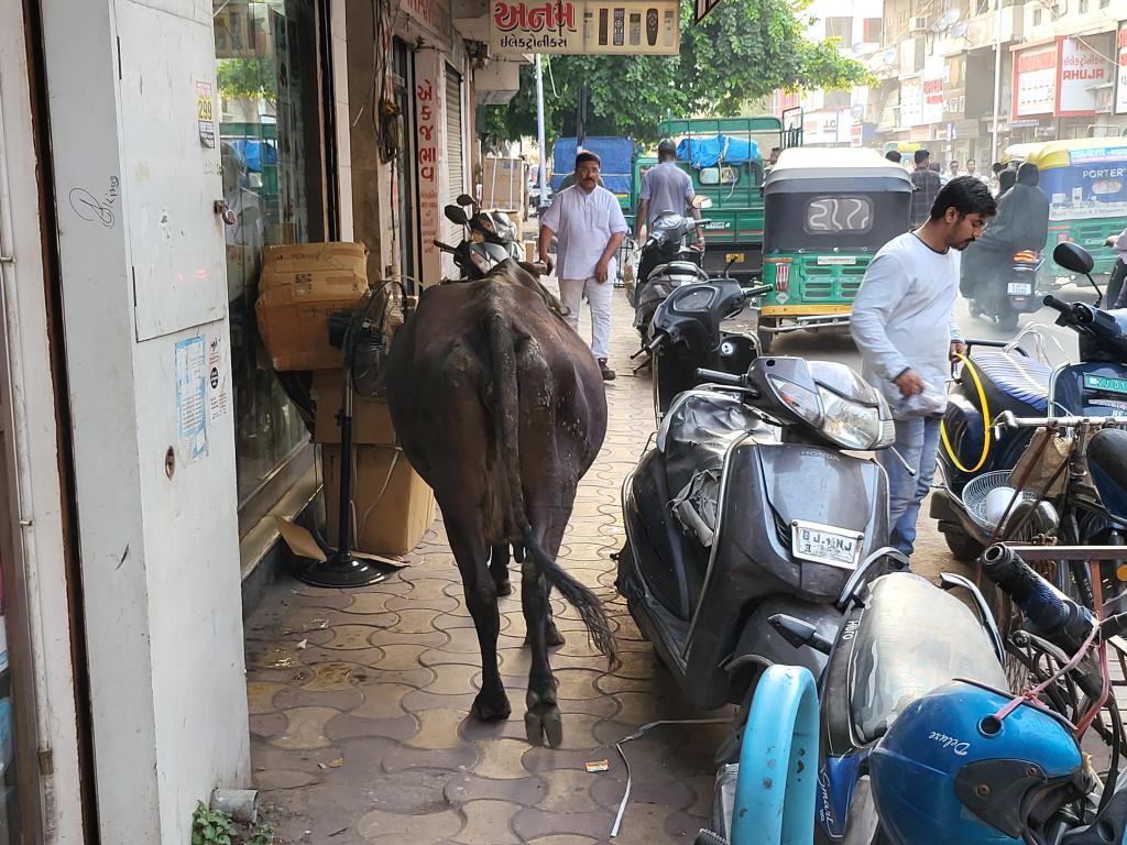 Cows have freedom of navigation in Ahmedabad and India