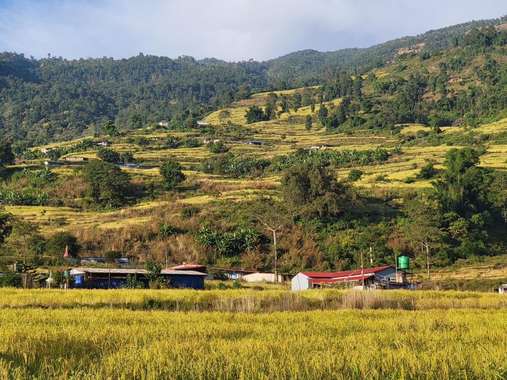 The golden rice fields that covered the land and hills in Pokhara