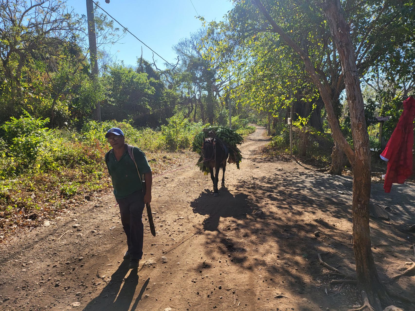 At Finca Magdalena, a donkey loaded with bananas