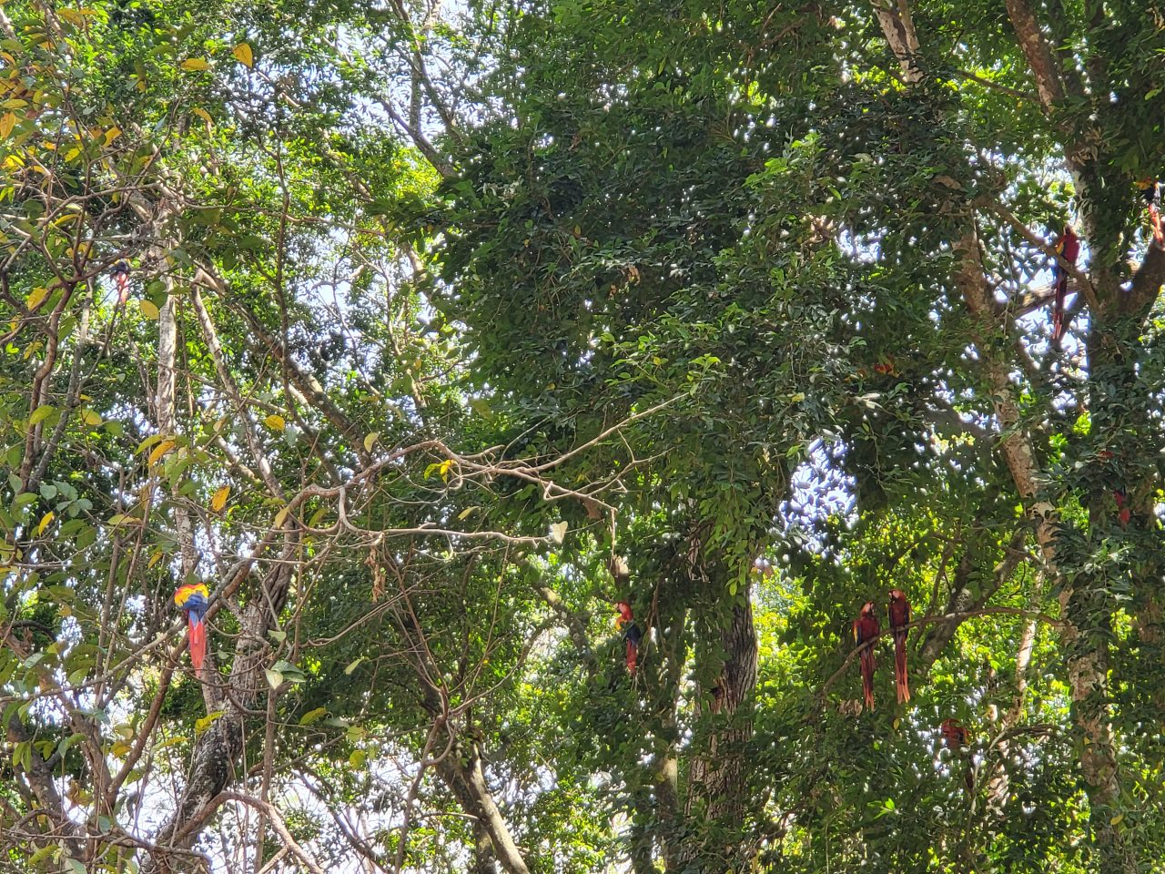 Very vocal macaws on tree branches in Copan Ruinas