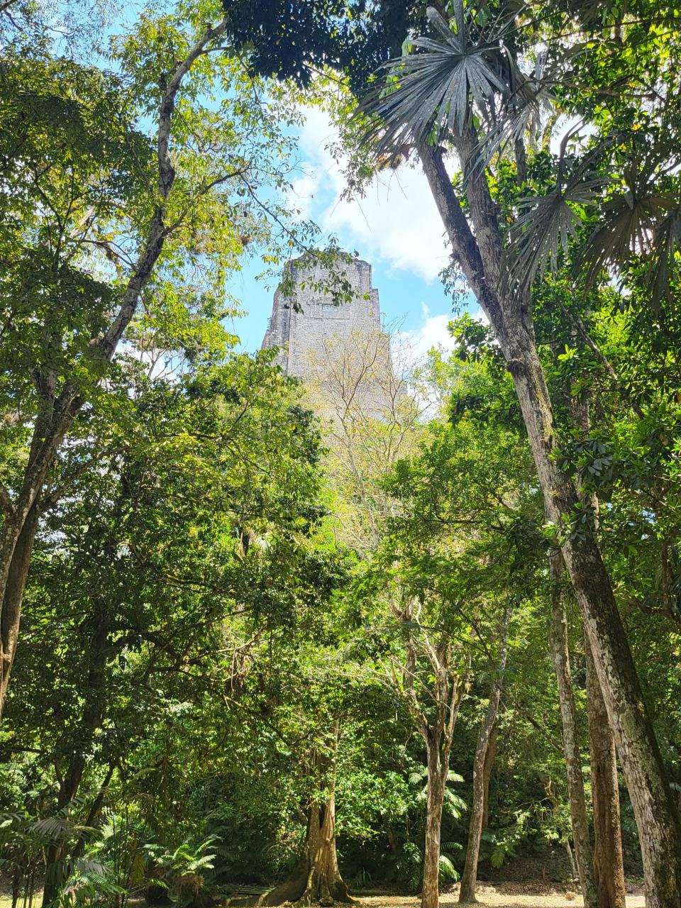 Temple 3, Tikal