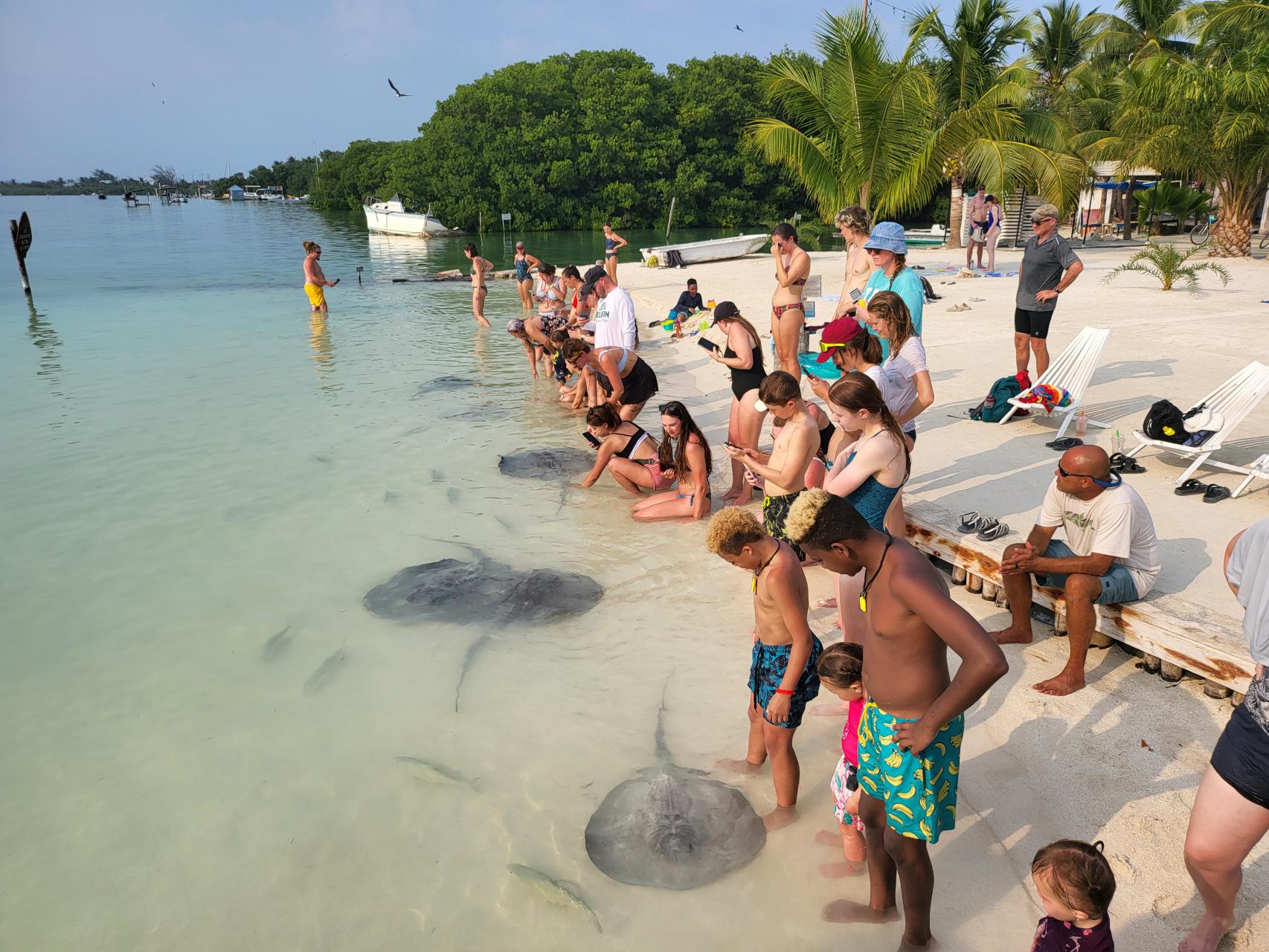 Stingrays and fish coming ashore to socialize