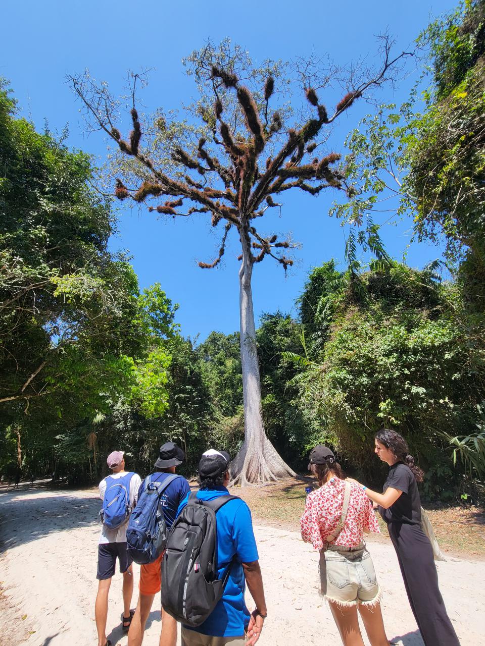 The national tree, the Ceiba tree, in Tikal