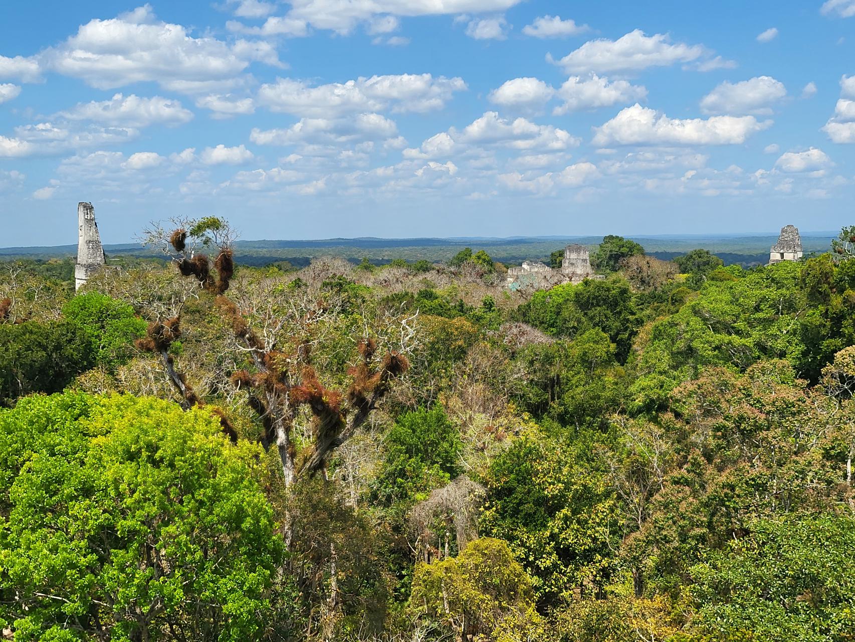 The top of the temples rising above the jungle