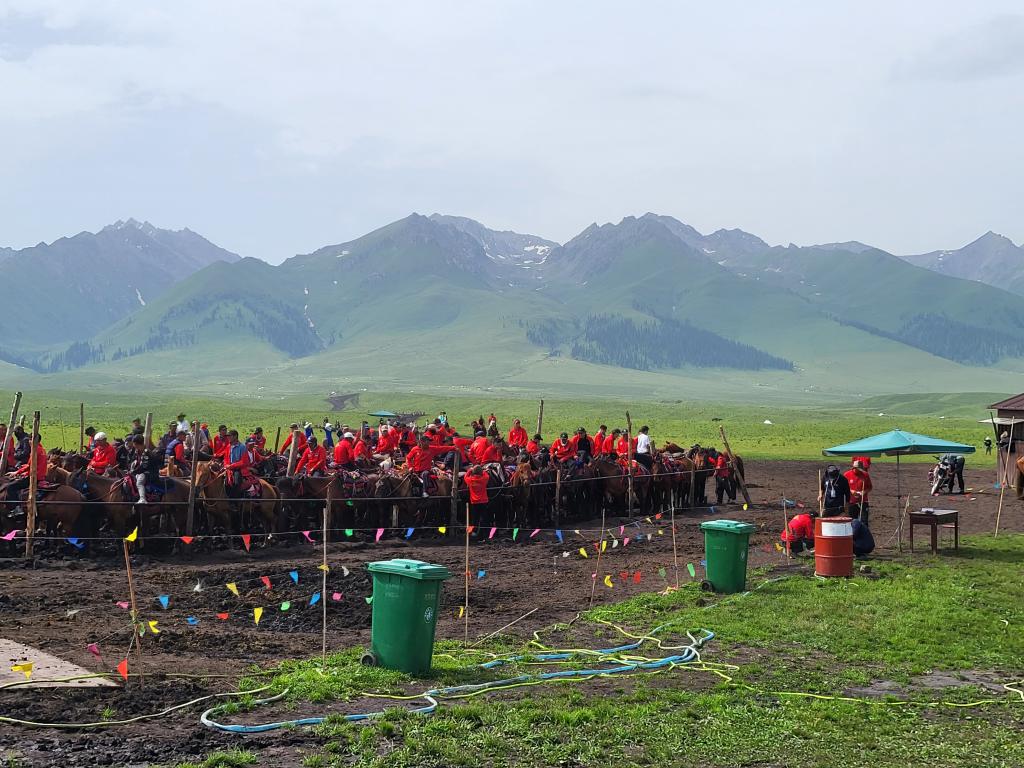 Horses for hire to roam the grassland