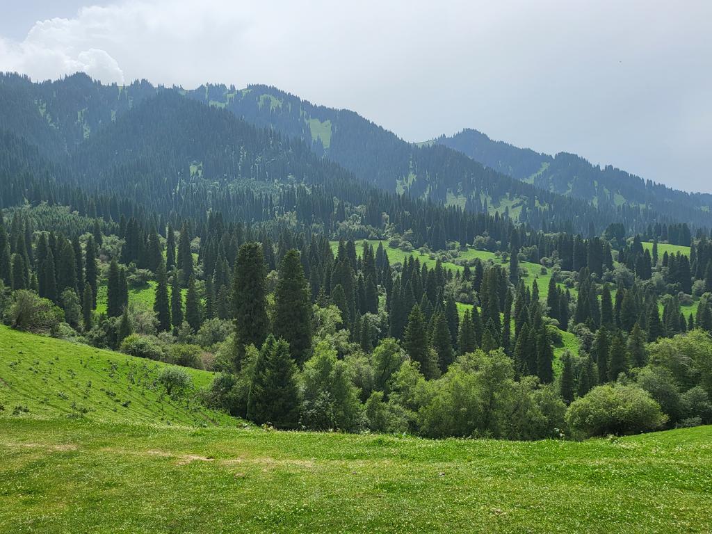 Fir trees and undulating grassland