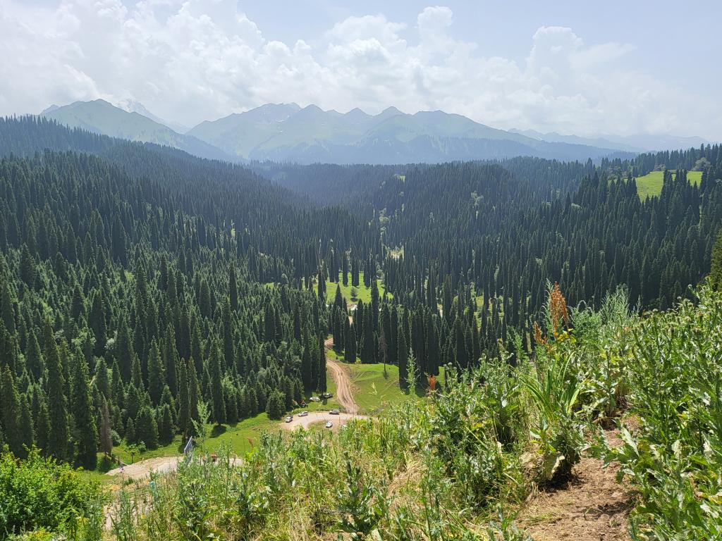 Fir trees on the grassland