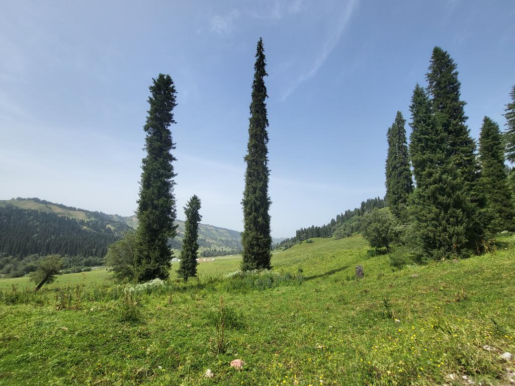 Broccoli-green fir trees standing tall on the grassland