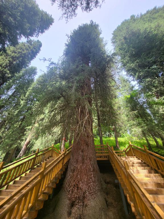 King of the Fir, in Kuerdening, 70m tall and 400 years old