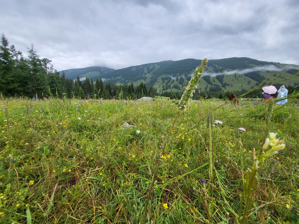 Grassland blossoming with little flowers