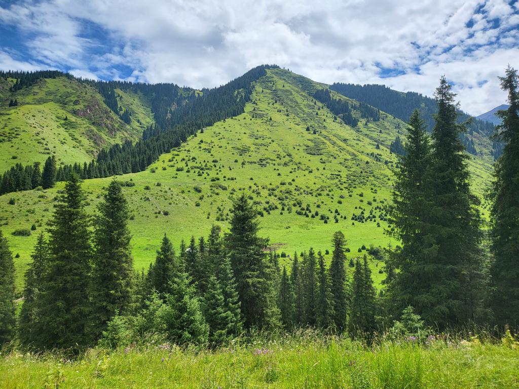 Mountains of lush green grass and fir trees