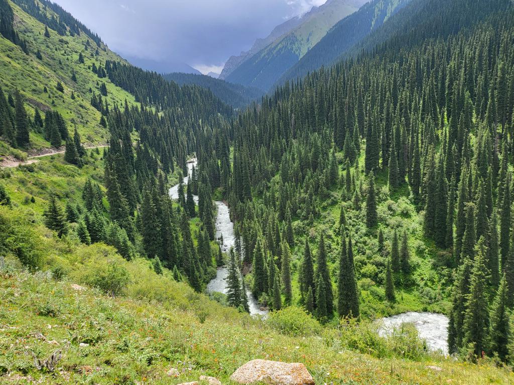 River winding through valleys of fir trees