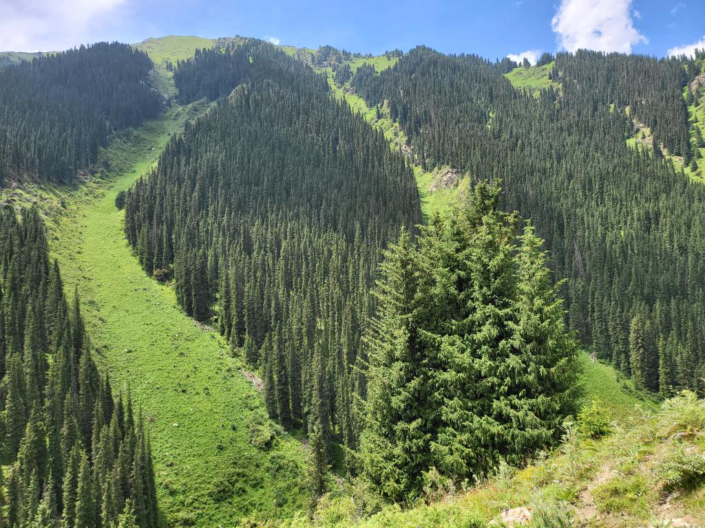 Clusters of fir trees on lush green mountains