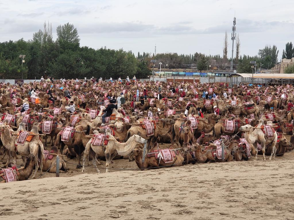 Camels waiting to be ridden at Yue Ya Quan 