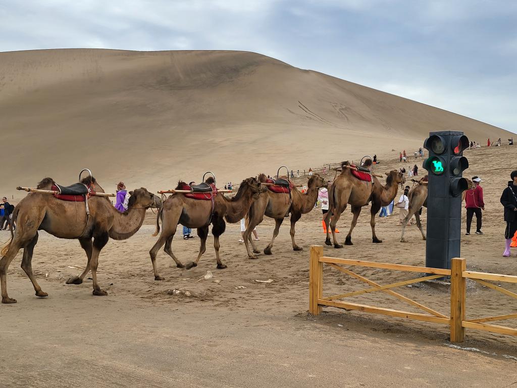 Camels observing traffic lights