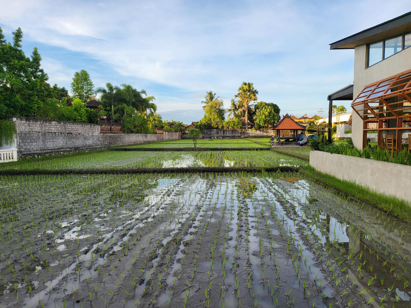 Rice plots between houses, Kuta North