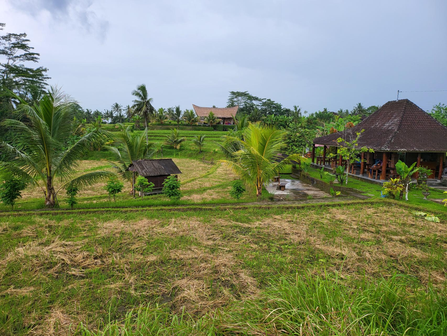 Rice field in Ubud, Bali