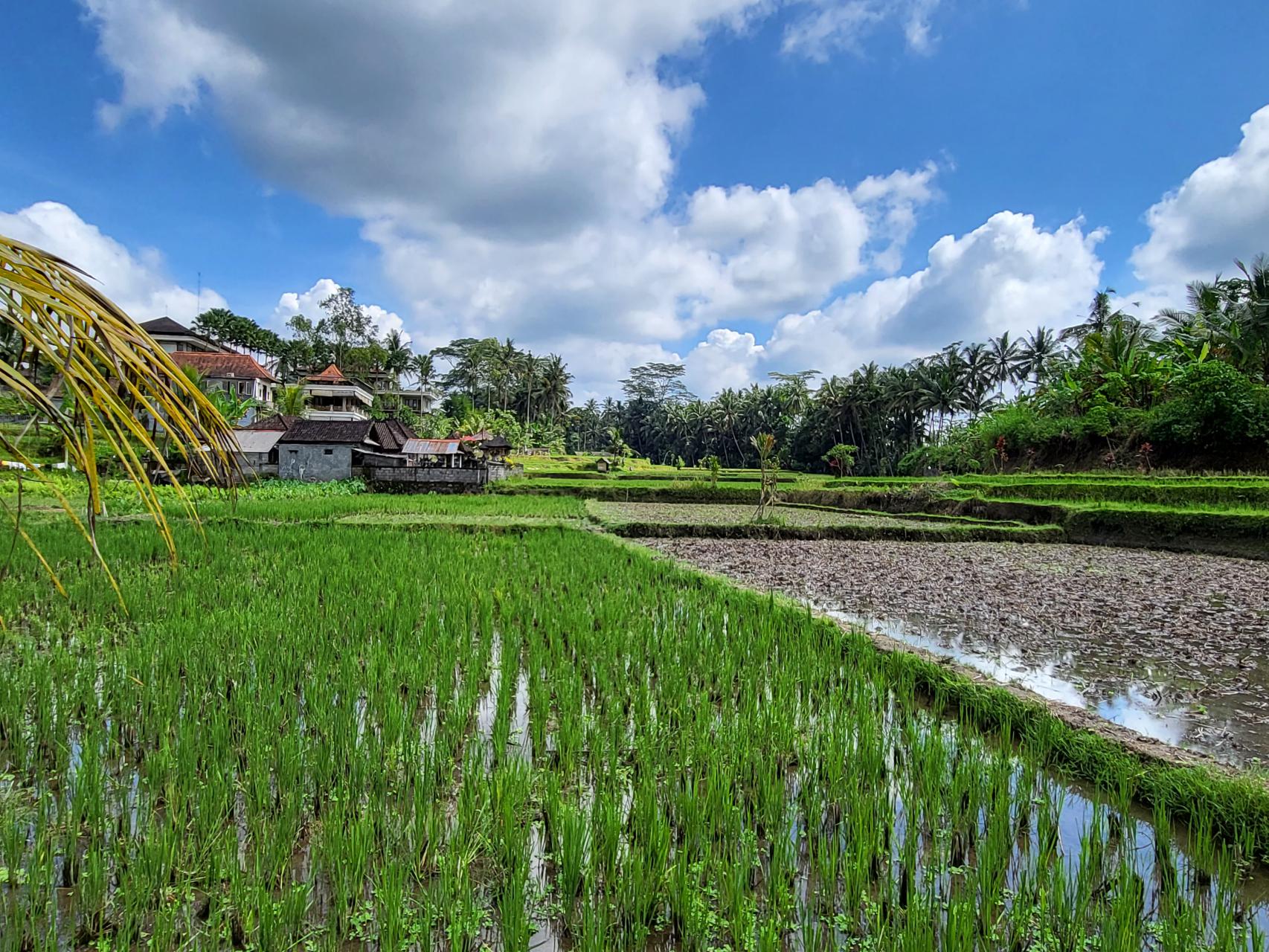 Rice field in Ubud, Bali