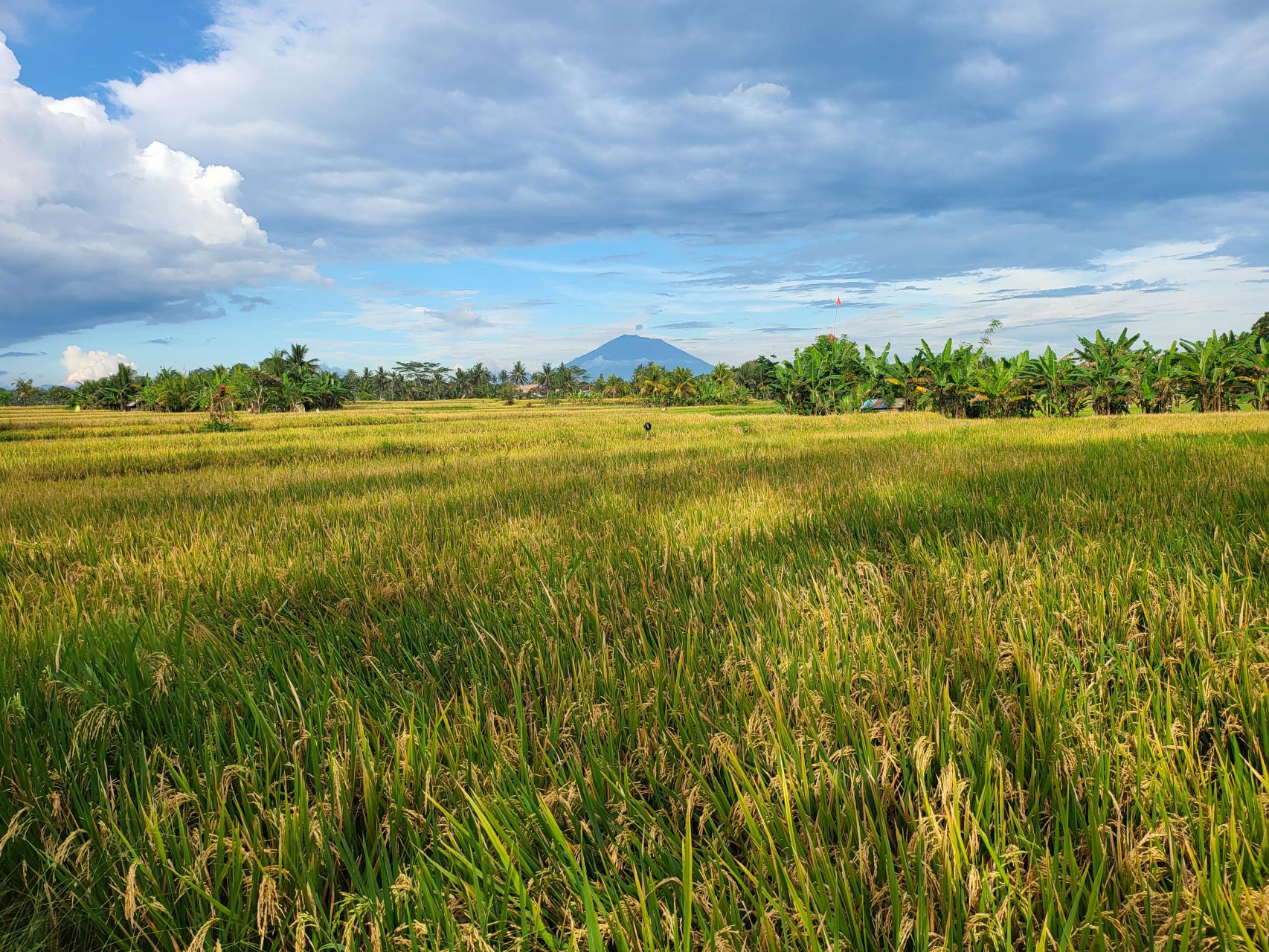 Golden paddy field of Ubud, Bali